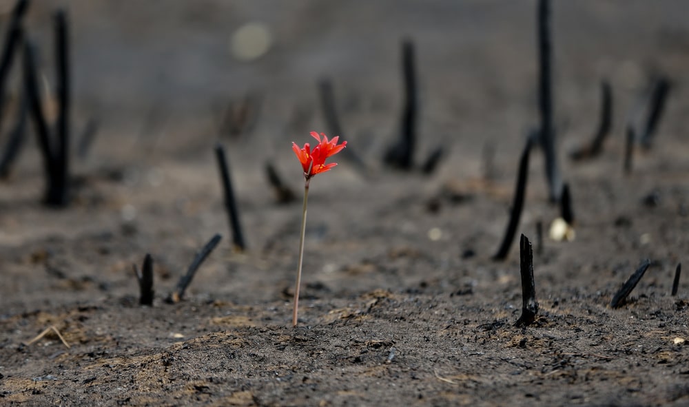 A red flower is in a mountain afected by wildfire in a Cauquenes community, Chile, Thursday, Feb. 2, 2017. The national forestry agency says Chile's raging wildfires have destroyed nearly 904,000 acres (366,000 hectares) since Jan. 15. (AP Photo/Esteban Felix)