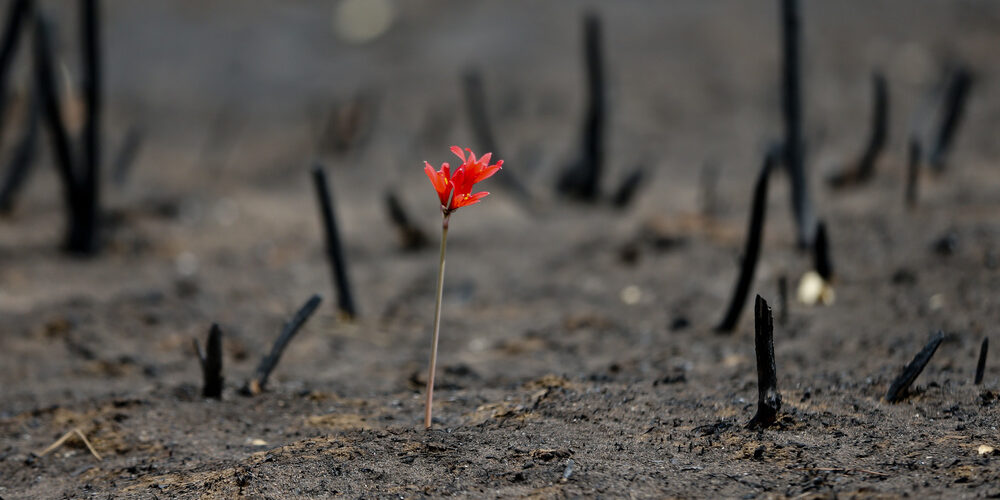 A red flower is in a mountain afected by wildfire in a Cauquenes community, Chile, Thursday, Feb. 2, 2017. The national forestry agency says Chile's raging wildfires have destroyed nearly 904,000 acres (366,000 hectares) since Jan. 15. (AP Photo/Esteban Felix)